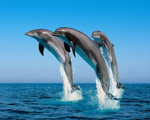 Хочу поплавать с дельфинами в открытом море