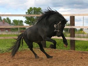 Хочу себе лошадь!