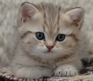 котёнок