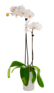 белая орхидея в горшке