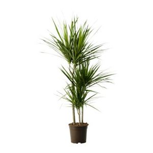 пальма в горшке 120 см./ dracaena мarginata