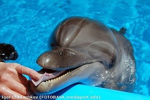 погладить дельфина :)