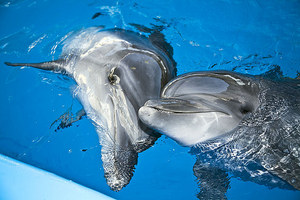 Дельфинарий