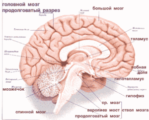 мозги х2