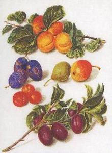 "Fruit Sampler", Thea Gouverneur