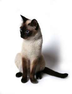 Сиамского котенка (тайского)