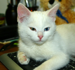котенок с разными глазами