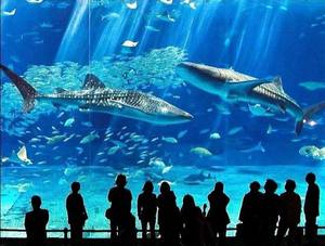 Посмотреть на самый большой аквариум в Японии
