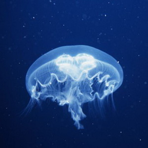 Аквариум с медузой
