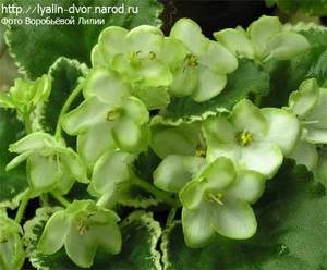 Фиалка Frozen in Time