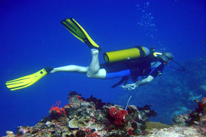 Open Water Diver + Advanced + Nitrox