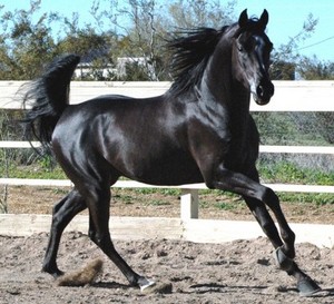 Конь черный