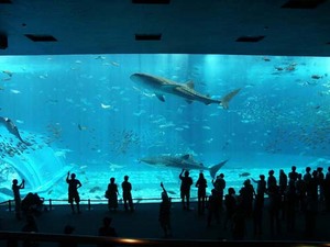 Okinawa Churaumi Aquarium