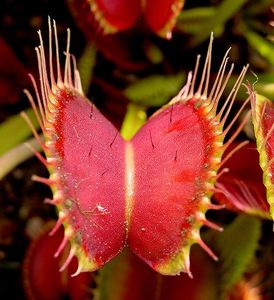 Цветок Венерину мухоловку