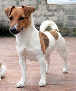 Jack Russell terrier