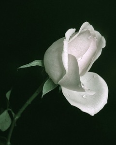 всякий праздник немыслим без цветов