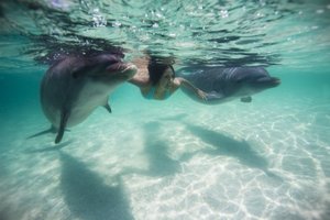 To swim whith dolphins