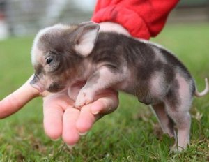 mini-pig