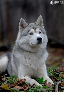 Husky