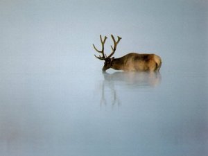 увидеть оленя в естественных условиях