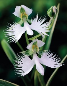 Habenaria radiata