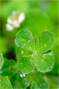 Найти четырехлистный клевер