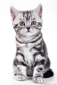 Британский котенок черный мрамор на серебре