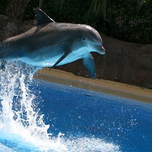 Поплавать с дельфинами
