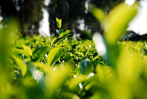 Чайные плантации