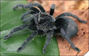 паук-птицеед Grammostola pulchra