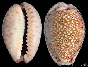 Cypraea ocellata