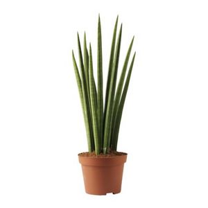 Растение в горшке SANSEVERIA CYLINDRICA