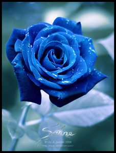 голубые или синие розы