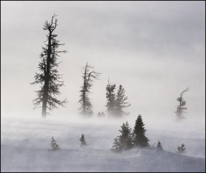 пережить зиму