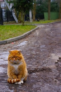 большой толстый рыжий кот