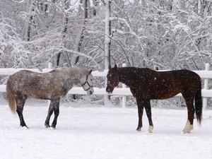 Конная прогулка по снежному полю