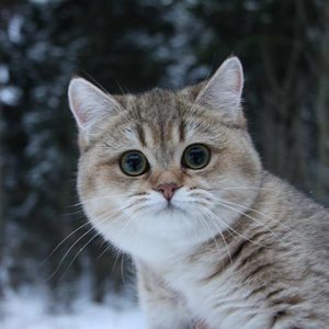 Британского котенка, как в рекламе вискаса