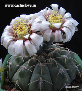 кактус Gymnocalycium vatteri Buining 1950