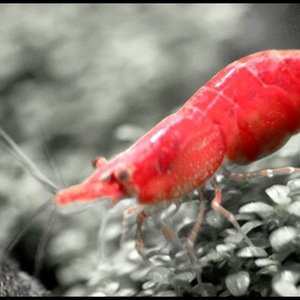 Вишневые Креветки - Neocaridina denticulata Red Cherry