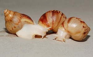 Achatina Fulica (альбиносика)