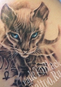 Тату Кошка