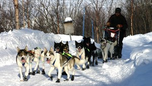 Покататься в собачьих упряжках в Финляндии