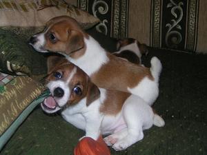 собаку "Грызлик"