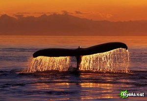 Посетить китовое сафари в Норвегии