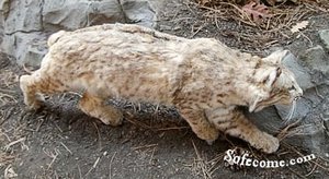 котика курильского бобтейла