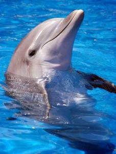 to swim with dolphins