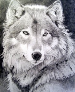 волк