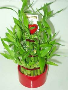 Растение БАМБУК декоративный, в небольшом горшке, на окно