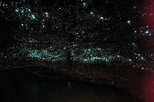 Новая Зеландия Waitomo Glowworm Caves