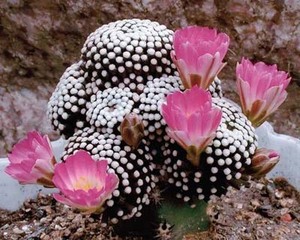 Mammillaria luethyi